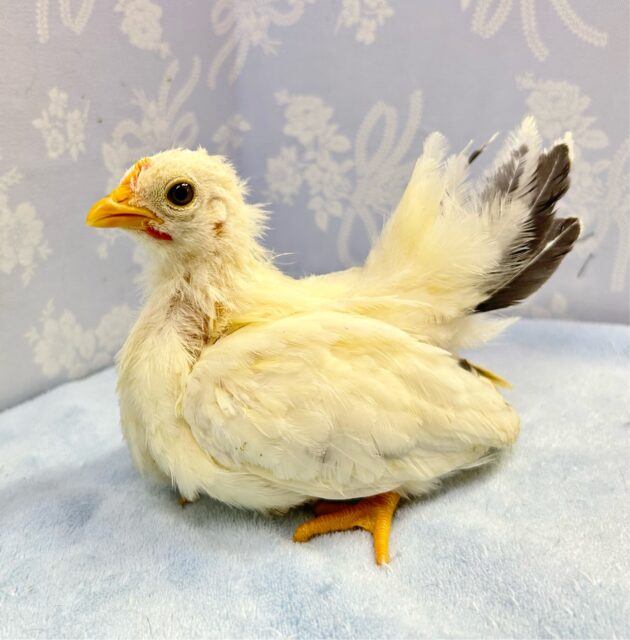 桂チャボ（カツラチャボ）