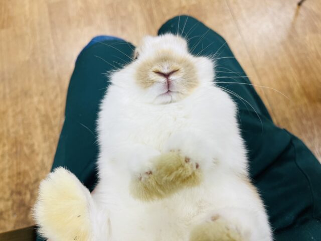 ホーランドロップ