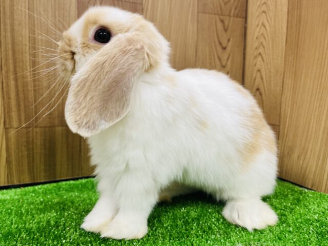 ホーランドロップ