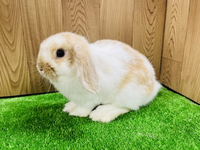 ホーランドロップ