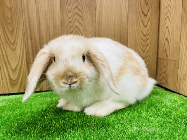 ホーランドロップ