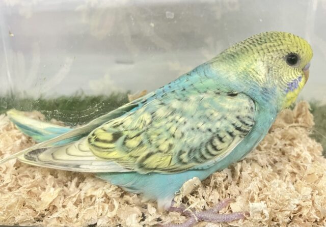 セキセイインコ