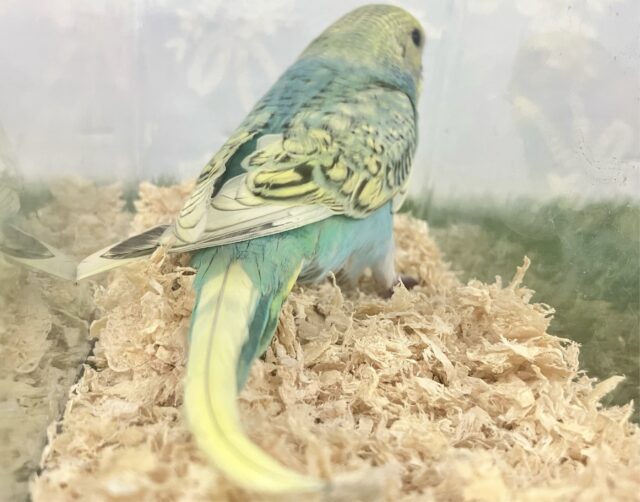 セキセイインコ