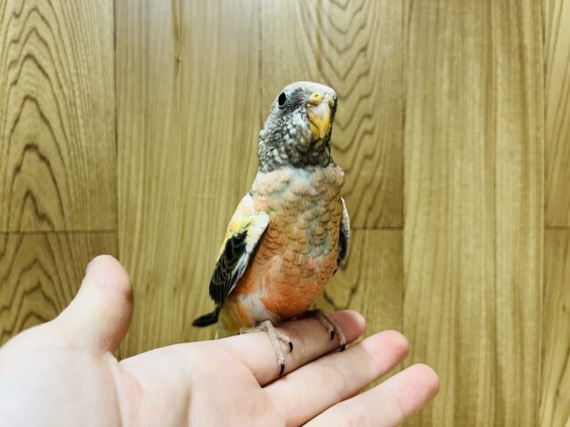 アキクサインコ（秋草インコ）