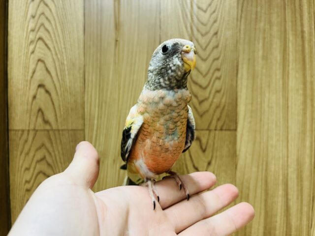 アキクサインコ（秋草インコ）