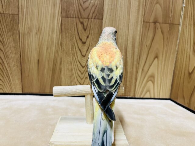 アキクサインコ（秋草インコ）