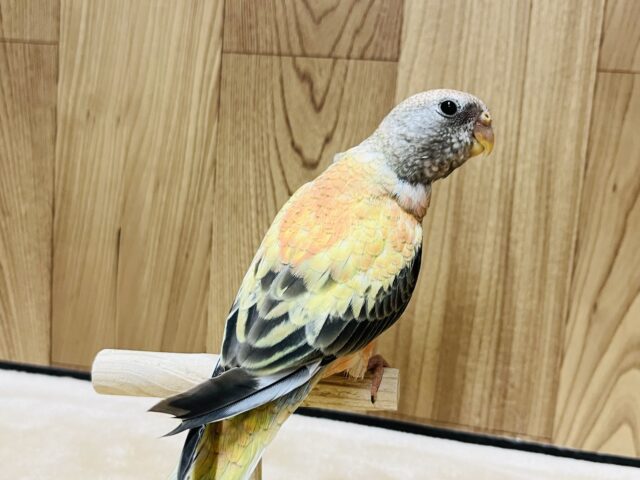 アキクサインコ（秋草インコ）