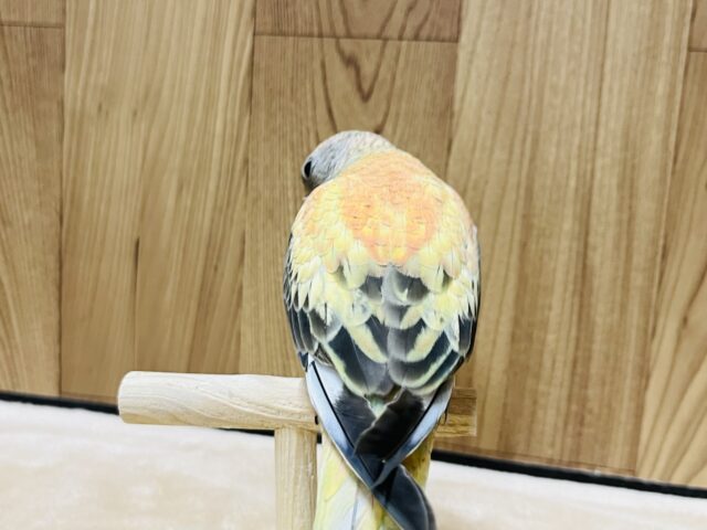 アキクサインコ（秋草インコ）