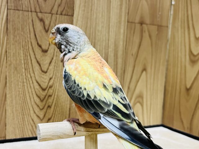 アキクサインコ（秋草インコ）
