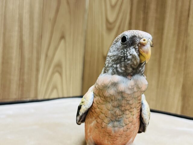 アキクサインコ（秋草インコ）