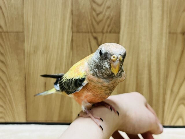 アキクサインコ（秋草インコ）