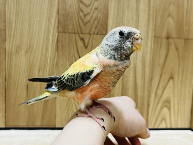 アキクサインコ（秋草インコ）