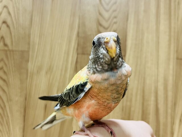アキクサインコ（秋草インコ）