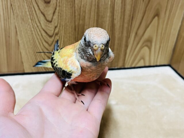 アキクサインコ（秋草インコ）