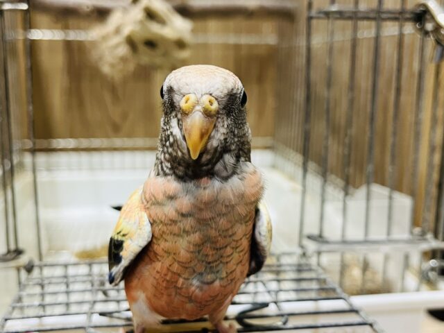 アキクサインコ（秋草インコ）