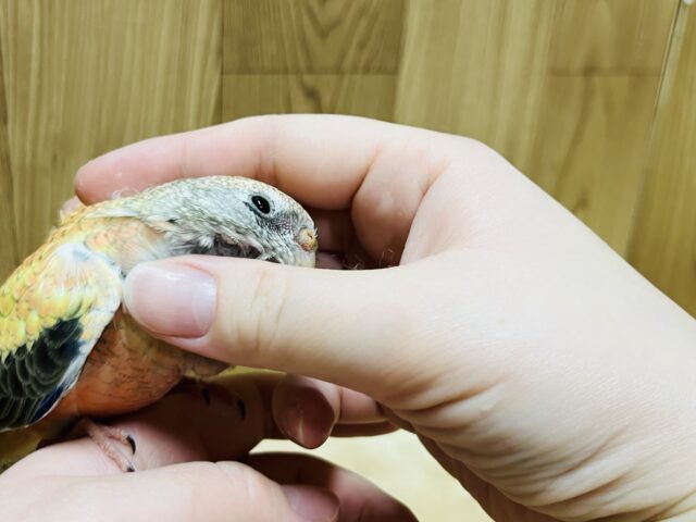 アキクサインコ（秋草インコ）