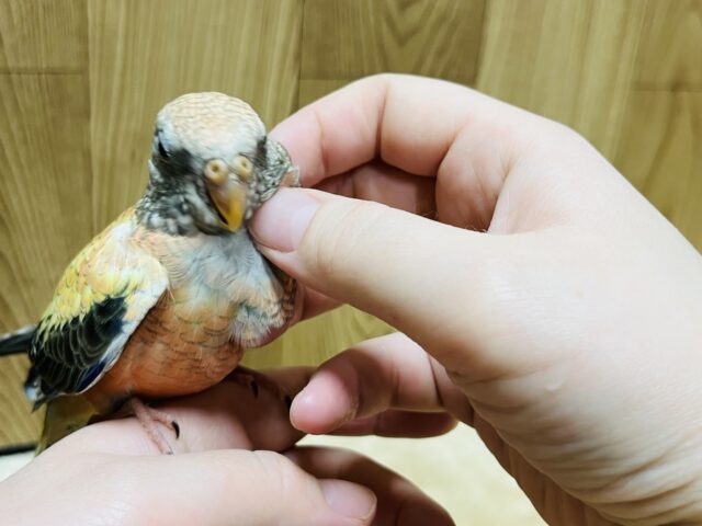 アキクサインコ（秋草インコ）