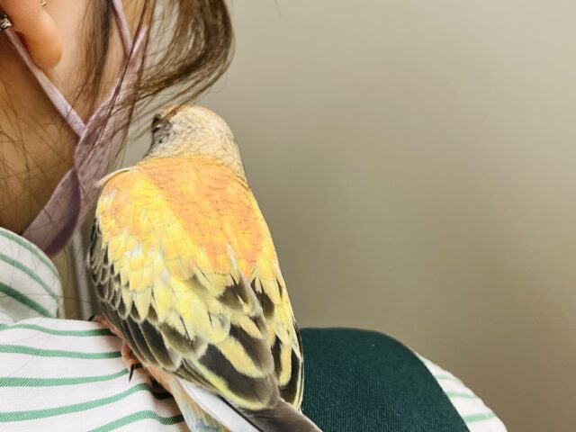 アキクサインコ（秋草インコ）