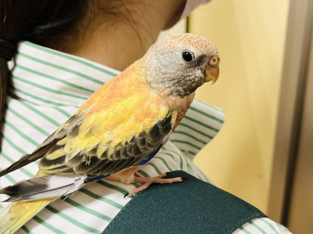 アキクサインコ（秋草インコ）