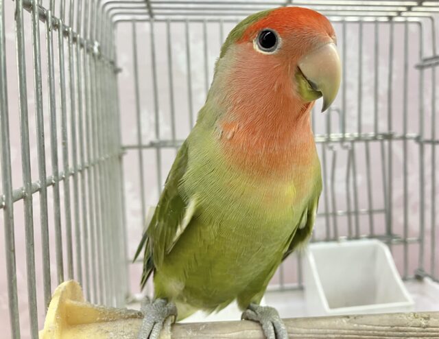 コザクラインコ（小桜インコ）