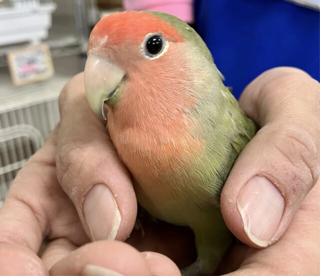 コザクラインコ（小桜インコ）