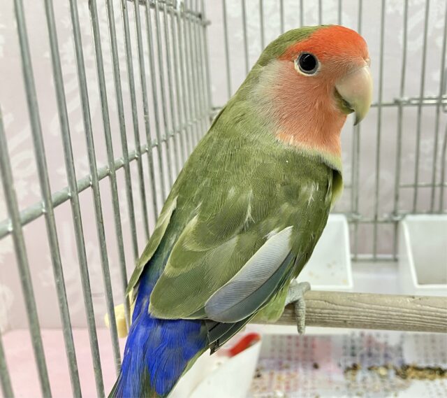 コザクラインコ（小桜インコ）