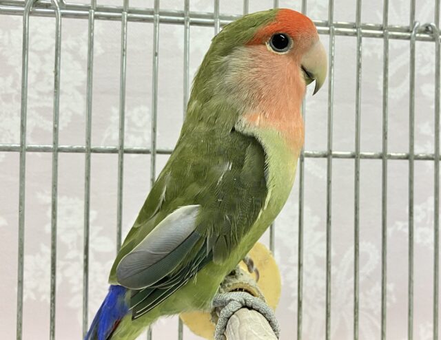 コザクラインコ（小桜インコ）