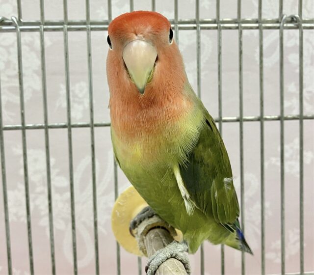 コザクラインコ（小桜インコ）