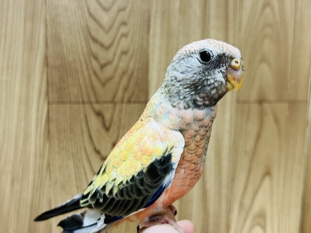 アキクサインコ（秋草インコ）
