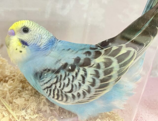 セキセイインコ