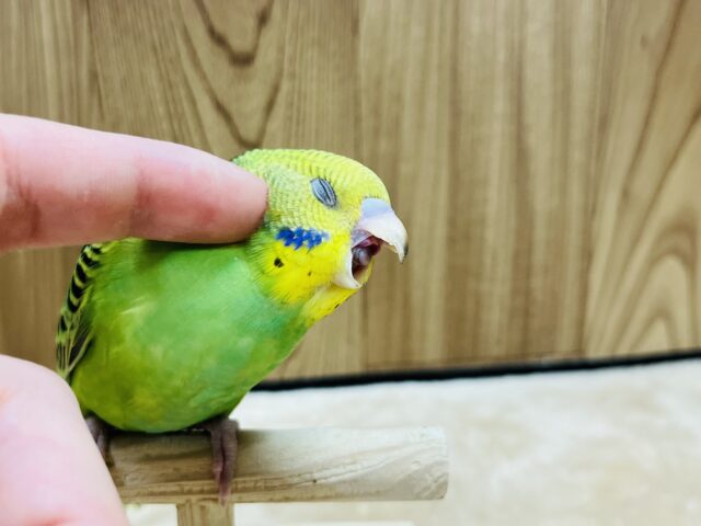 セキセイインコ