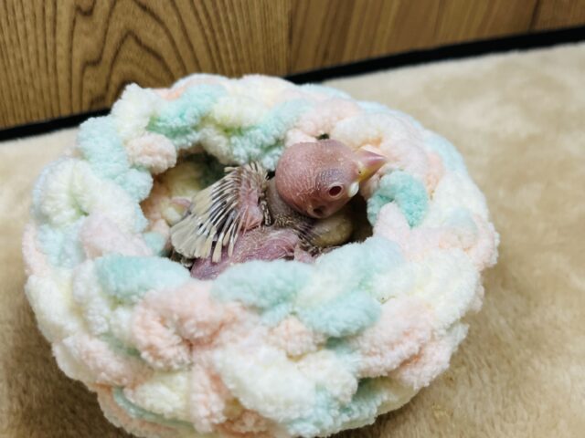 シナモン文鳥