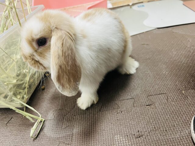 ホーランドロップ