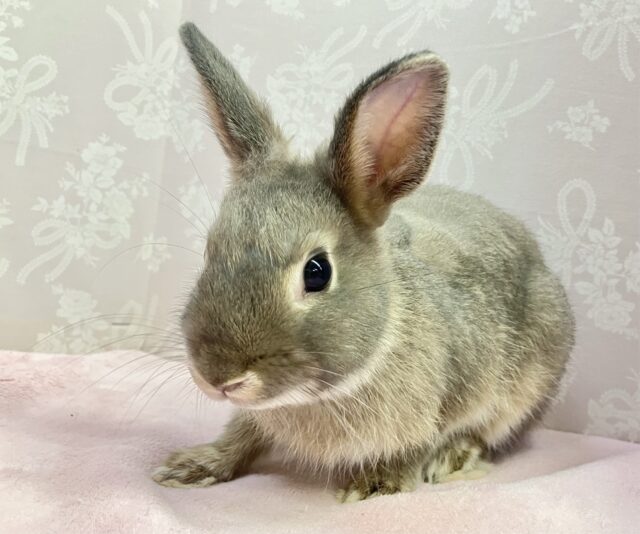 ネザーランドドワーフ