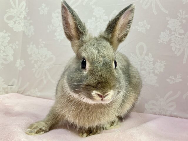 ネザーランドドワーフ