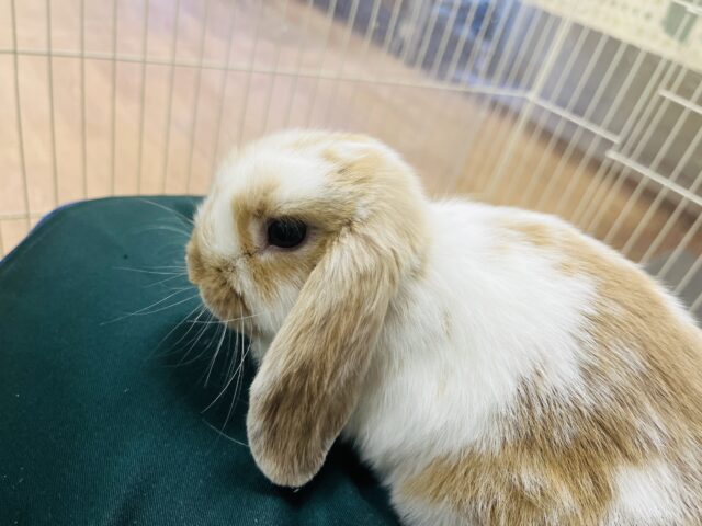 ホーランドロップ