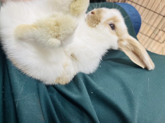 ホーランドロップ