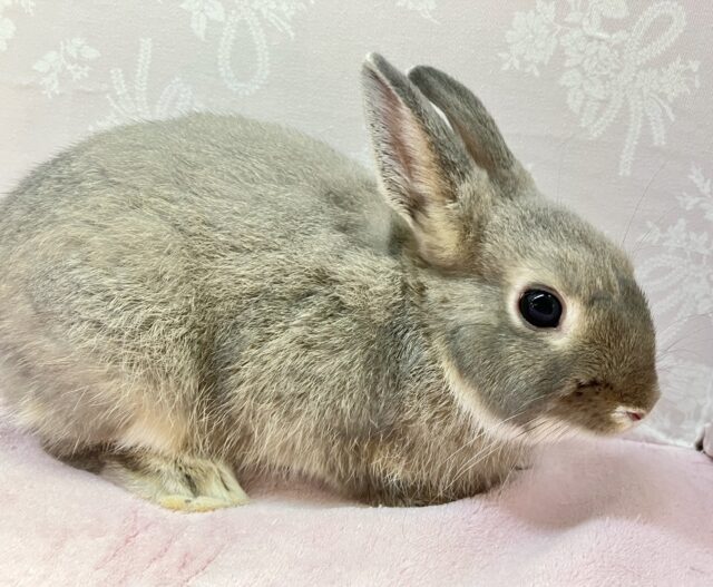 ネザーランドドワーフ