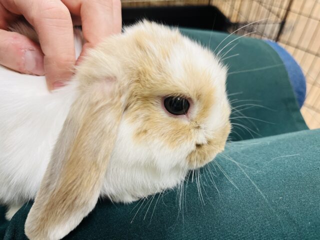 ホーランドロップ