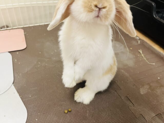 ホーランドロップ