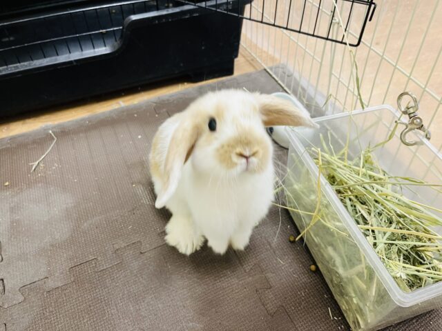 ホーランドロップ