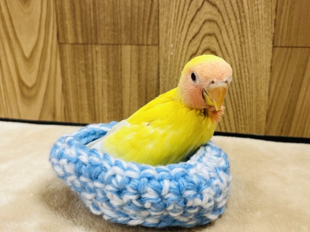 コザクラインコ（小桜インコ）