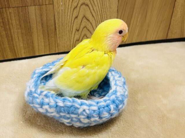 コザクラインコ（小桜インコ）