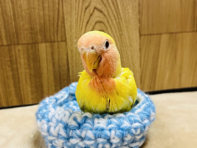 コザクラインコ（小桜インコ）