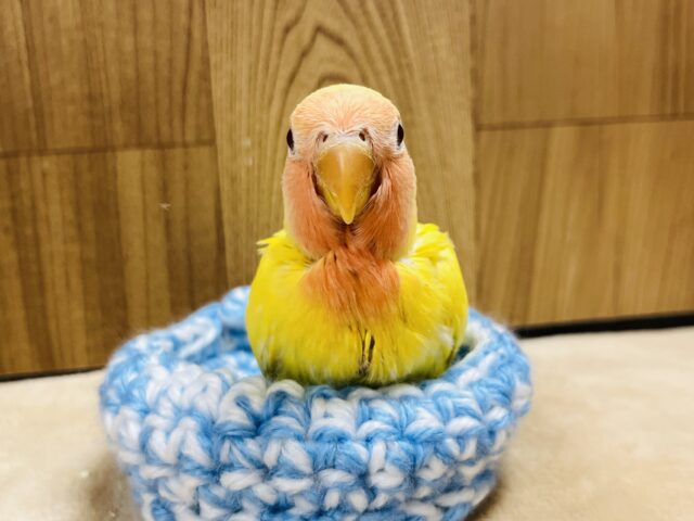 コザクラインコ（小桜インコ）