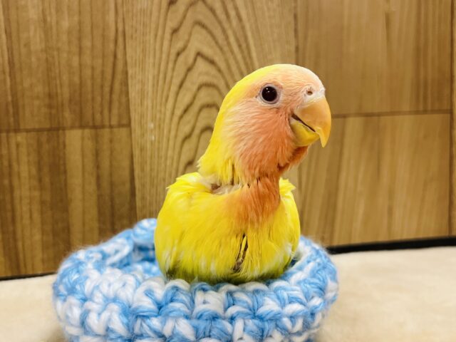 コザクラインコ（小桜インコ）