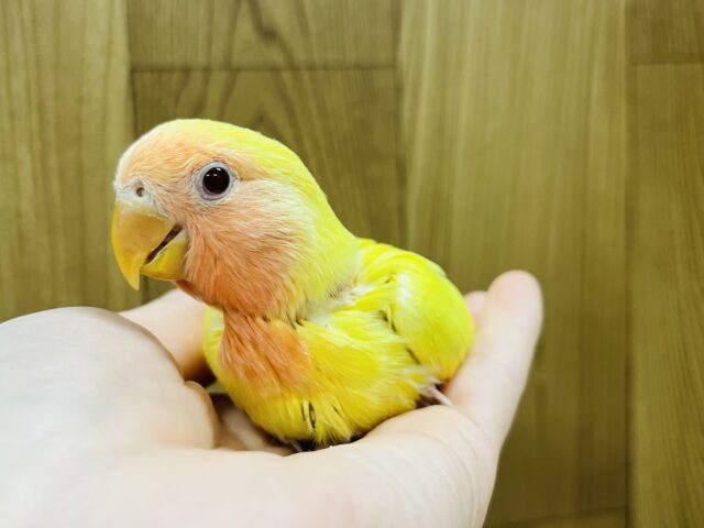 コザクラインコ（小桜インコ）