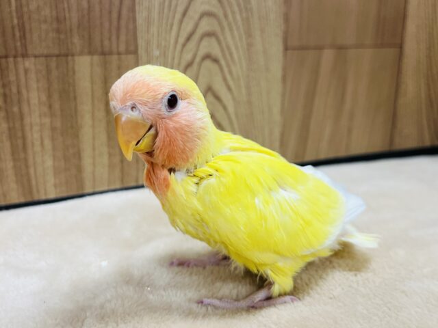 コザクラインコ（小桜インコ）