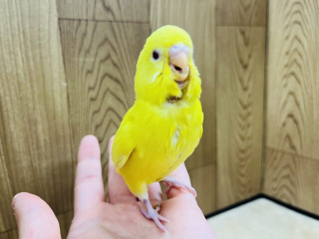 セキセイインコ