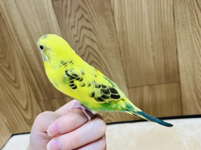 セキセイインコ
